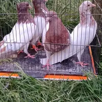 کبوتر کله ای نر و ماده|پرنده|سمیرم, |دیوار