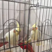 عروس هلندی لوتینو|پرنده|قم, انصارالحسین|دیوار