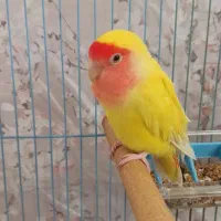 عروس هلندی و کوتوله