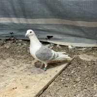 کفتر پشتی طاووسی شهری یال خوشرنگ دم سفید سرور