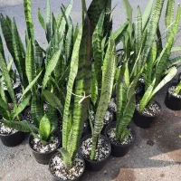 فروش گل طبیعی|گل و گیاه طبیعی|رشت, چله خانه|دیوار