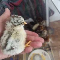 جوجه محلی تخم گذار