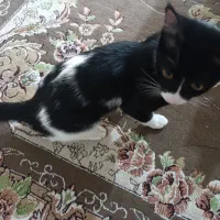 گربه ۵ ماهه|گربه|کاشان, فاز ۲ ناجی آباد|دیوار