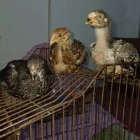 جوجه لاری اصیل