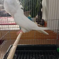 کبوتر شامپیون|پرنده|رودسر, |دیوار