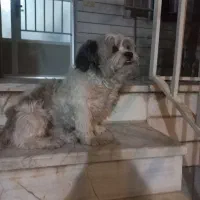 واگذاری سگ شیتزو نر