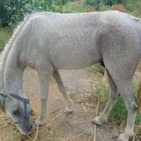 اسب نریون عرب کورسی|اسب و تجهیزات اسبسواری|رودخانه, |دیوار