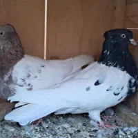 صید|پرنده|بجنورد, |دیوار