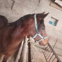 مادیان پر خون