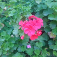 فروش 250متر زمین ییلاق لنبه