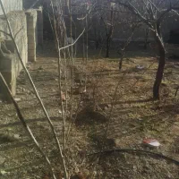 درخت گردو|گل و گیاه طبیعی|سامن, |دیوار