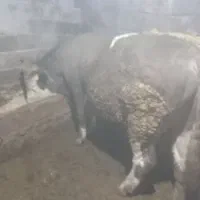 دوراس گاونر