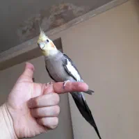 عروس هلندی اهلی سخنگو