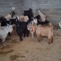 کهره نر چاق قصبابی|حیوانات مزرعه|شیراز, حومه شیراز|دیوار