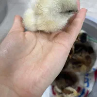 جوجه مرغ محلی
