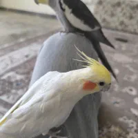 یک جفت عروس هلندی مولدوسالم