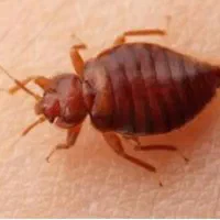 سم پاشی ساس سوسک موش (سمپاشی با ضمانت کتبی)