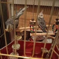 عروس هلندی دوتاشم نر