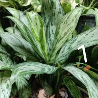 گل روز معلم  تخفیف بسیار عال