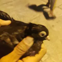 جفت آبادانی اصل|پرنده|خورموج, |دیوار