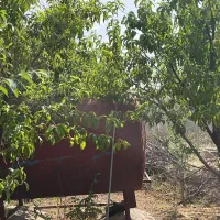 باغ زمین هزار متری قزانچی|فروش زمین و ملک کلنگی|لنده, |دیوار