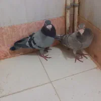 سبز سار|پرنده|شیروان (خراسان), |دیوار