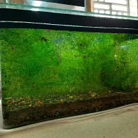 گیاه اکواریوم|ماهی|شیراز, شهرک سراج‎|دیوار