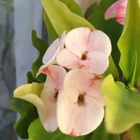 مشاوره گل وگیاه