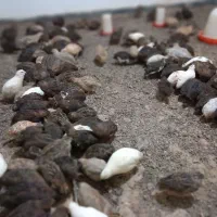 بلدرچین ۱۰روزه وبالغ|حیوانات مزرعه|رودسر, |دیوار