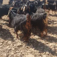 بز جوان|حیوانات مزرعه|سیوان, |دیوار