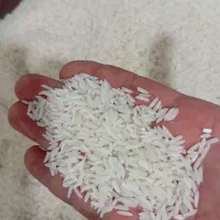 برنج طارم هاشمی