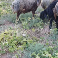 شیشک میش بره