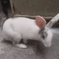 خرگوش بازیگوش