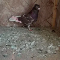 کبوتر نر مست