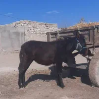 قاطر فروشی|حیوانات مزرعه|اردبیل, |دیوار