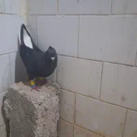 پرنده