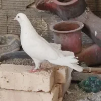 کفتر یا کبوتر سفید پاک