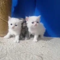 گربه پرشین|گربه|کرمانشاه, |دیوار