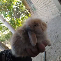 خرگوش لوپ اصل