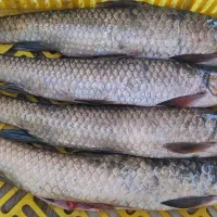 ماهی شیر بت بدون شکم