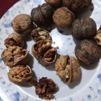 فروش گردو|خوردنی و آشامیدنی|درگز, |دیوار