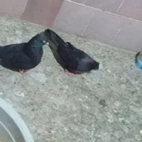 زاغ درجایی با زاغ آبادانی|پرنده|میناب, |دیوار