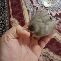 سوسنگرد