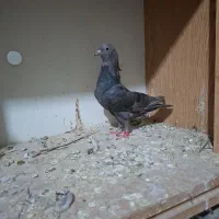 فروش کبوتر بوشهری
