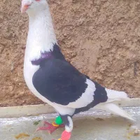 دوتاکبوترخط سفید|پرنده|شیراز, شهدای شهرک سعدی|دیوار