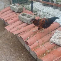 مرغ و خروس