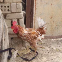 خروس|حیوانات مزرعه|دهلران, |دیوار