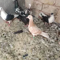 کبوتر گرفتی