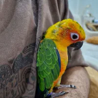 طوطی خورشیدی سخنگو