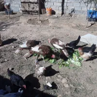 تعدادی مرغ جوجه بوقلمون|حیوانات مزرعه|مهاجران, |دیوار